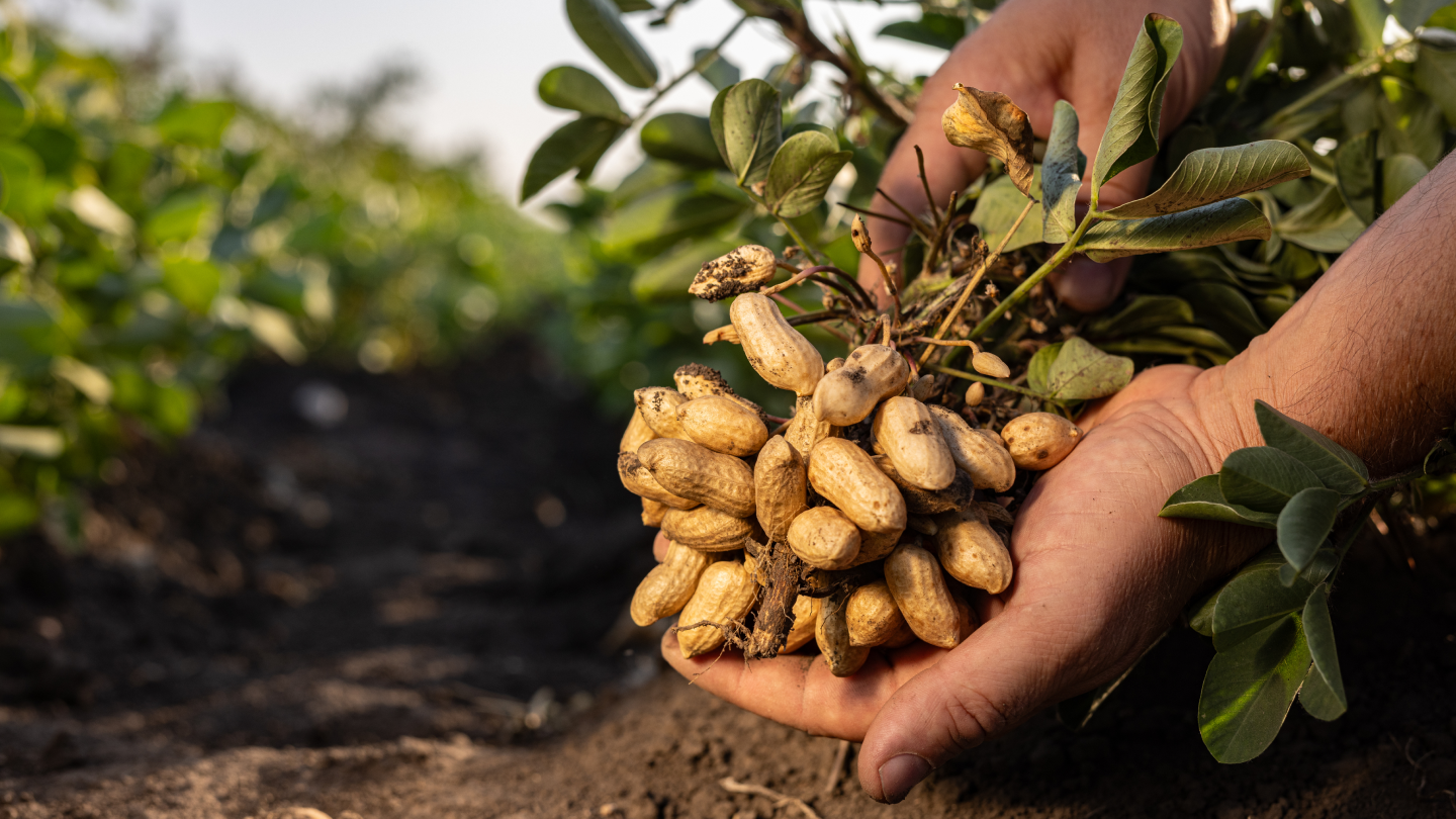 groundnut